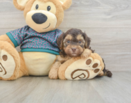 7 week old Yorkie Poo Puppy For Sale - Lone Star Pups
