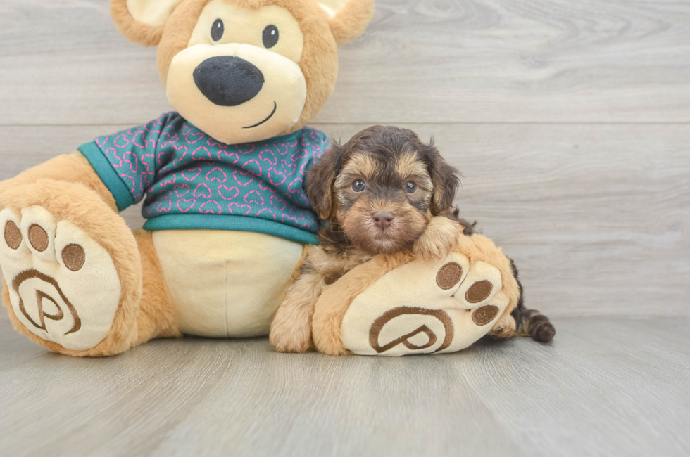 6 week old Yorkie Poo Puppy For Sale - Lone Star Pups