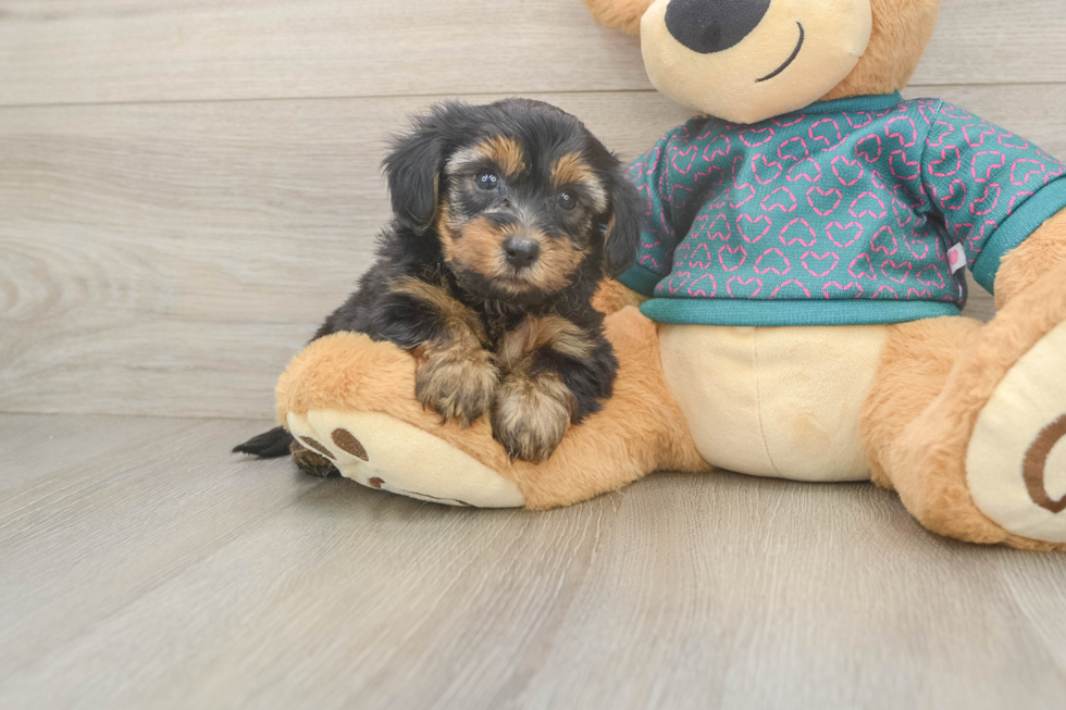 Best Yorkie Poo Baby