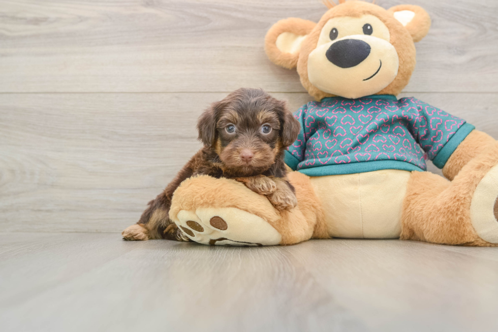 Yorkie Poo Pup Being Cute