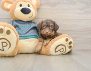 6 week old Yorkie Poo Puppy For Sale - Lone Star Pups