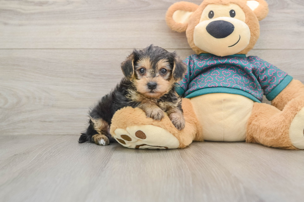 Yorkie Poo Pup Being Cute