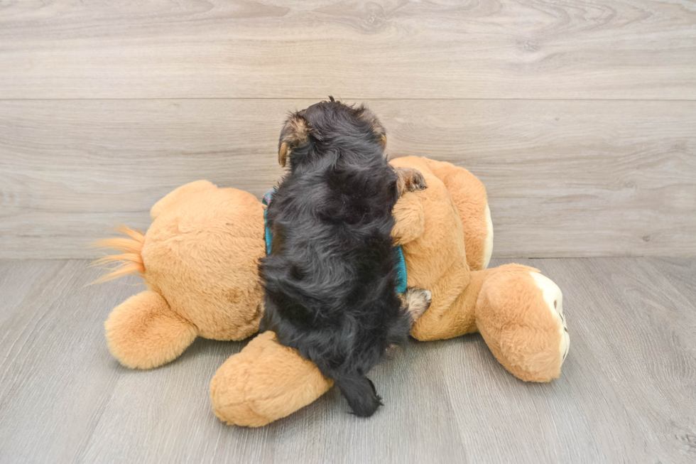 Yorkie Poo Puppy for Adoption