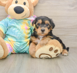 6 week old Yorkie Poo Puppy For Sale - Lone Star Pups