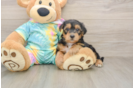 Friendly Yorkie Poo Baby
