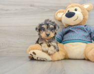 6 week old Yorkie Poo Puppy For Sale - Lone Star Pups