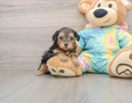 8 week old Yorkie Poo Puppy For Sale - Lone Star Pups