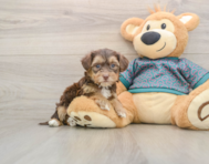 7 week old Yorkie Poo Puppy For Sale - Lone Star Pups