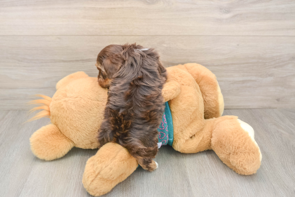 Yorkie Poo Pup Being Cute