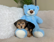 9 week old Yorkie Poo Puppy For Sale - Lone Star Pups