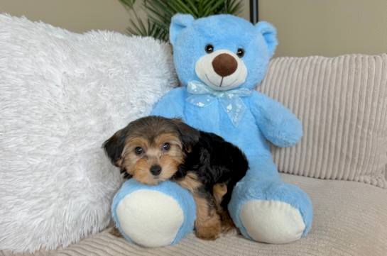 Cute Yorkie Poodle Mix Poodle Mix Puppy