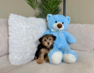 9 week old Yorkie Poo Puppy For Sale - Lone Star Pups