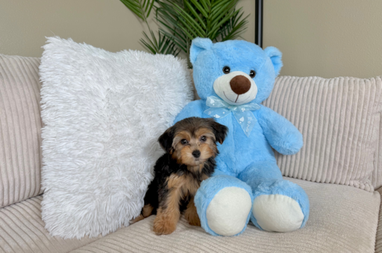 Cute Yo Yo Poo Poodle Mix Puppy