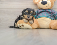 7 week old Yorkie Poo Puppy For Sale - Lone Star Pups