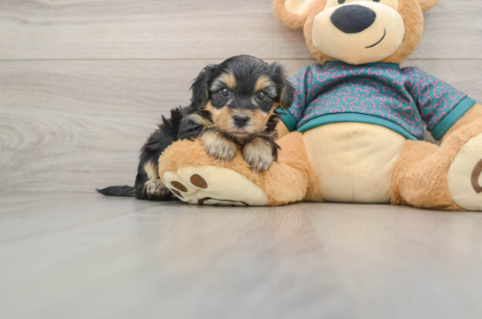 Best Yorkie Poo Baby