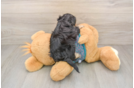Playful Yo Yo Poo Poodle Mix Puppy