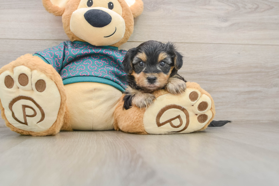 Best Yorkie Poo Baby