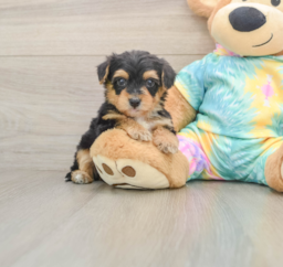 6 week old Yorkie Poo Puppy For Sale - Lone Star Pups