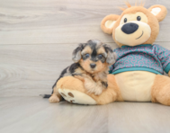 8 week old Yorkie Poo Puppy For Sale - Lone Star Pups