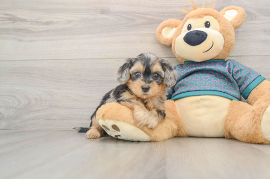 Funny Yorkie Poo Poodle Mix Pup