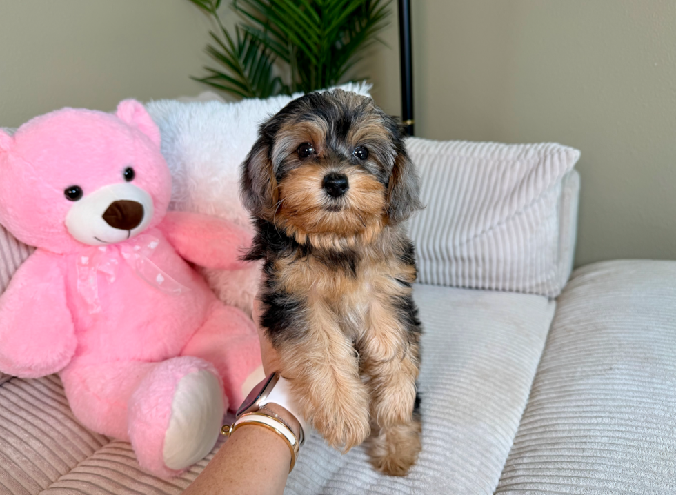Yorkie Poo Pup Being Cute
