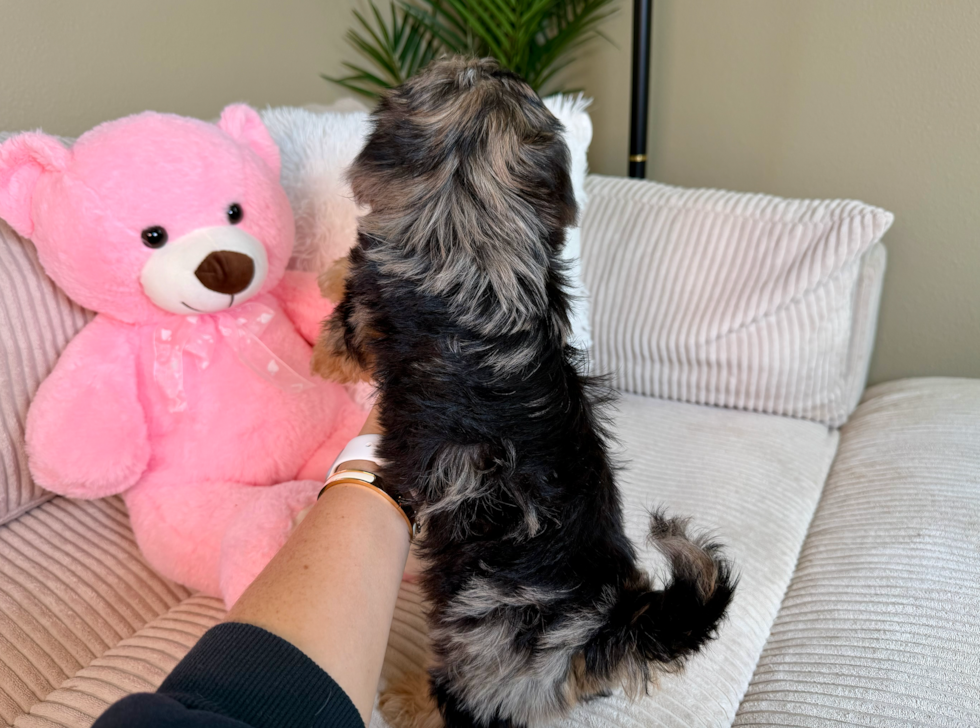 Cute Yorkie Poodle Mix Poodle Mix Puppy