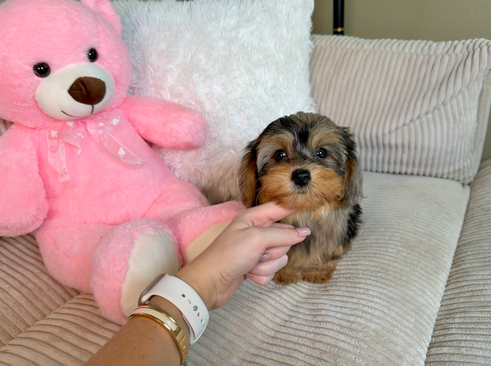 Cute Yorkie Doodle Poodle Mix Puppy