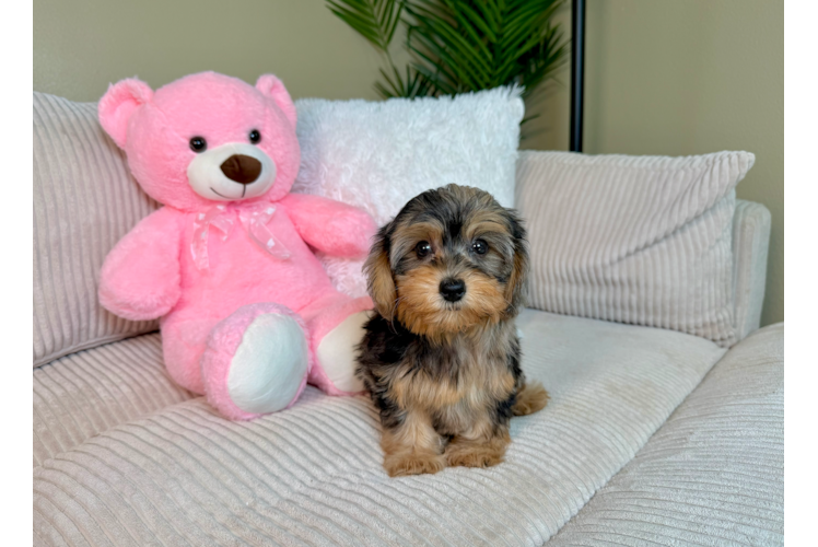 Best Yorkie Poo Baby