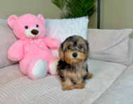 10 week old Yorkie Poo Puppy For Sale - Lone Star Pups