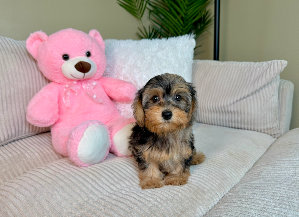 Best Yorkie Poo Baby