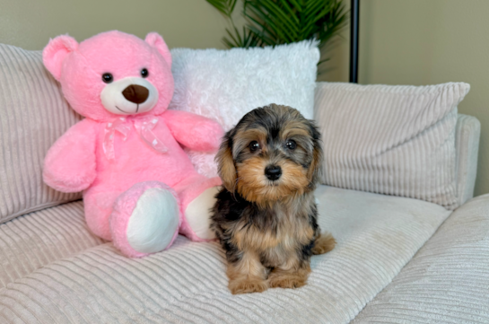 Best Yorkie Poo Baby