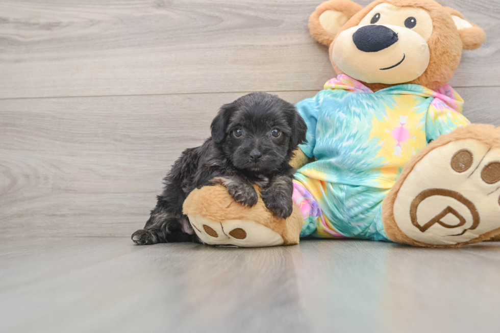 Yorkie Poo Pup Being Cute