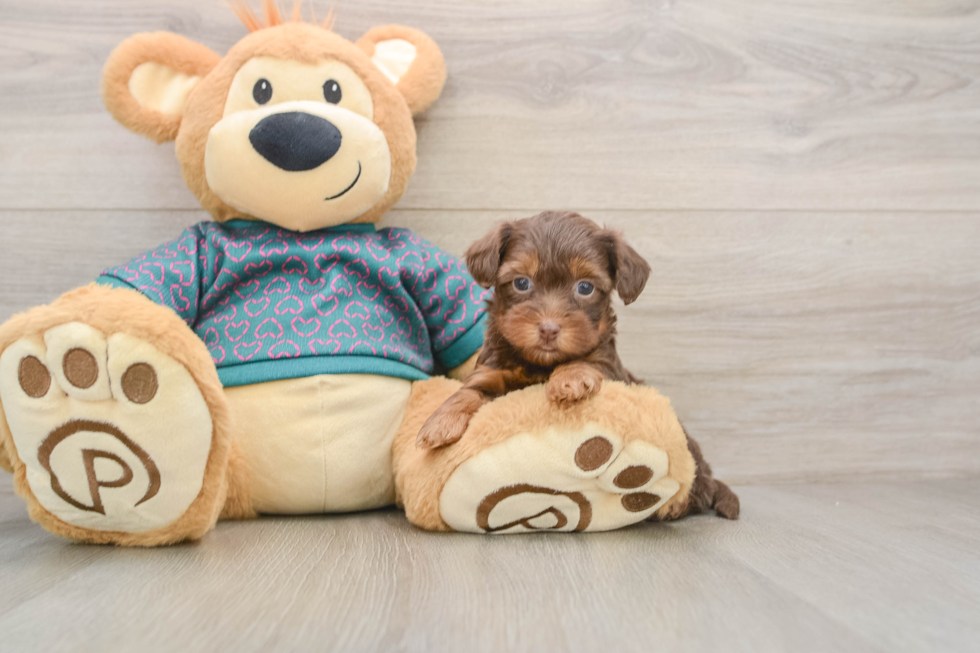 Best Yorkie Poo Baby