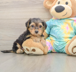 7 week old Yorkie Poo Puppy For Sale - Lone Star Pups