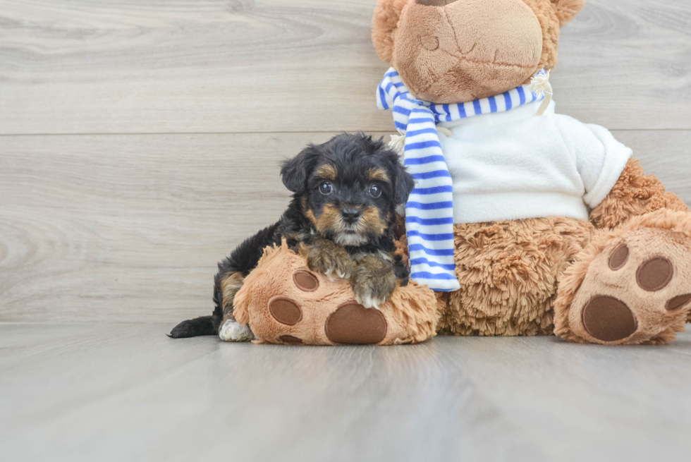 Playful Yorkie Doodle Poodle Mix Puppy