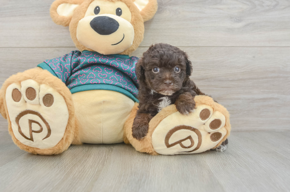 6 week old Yorkie Poo Puppy For Sale - Lone Star Pups