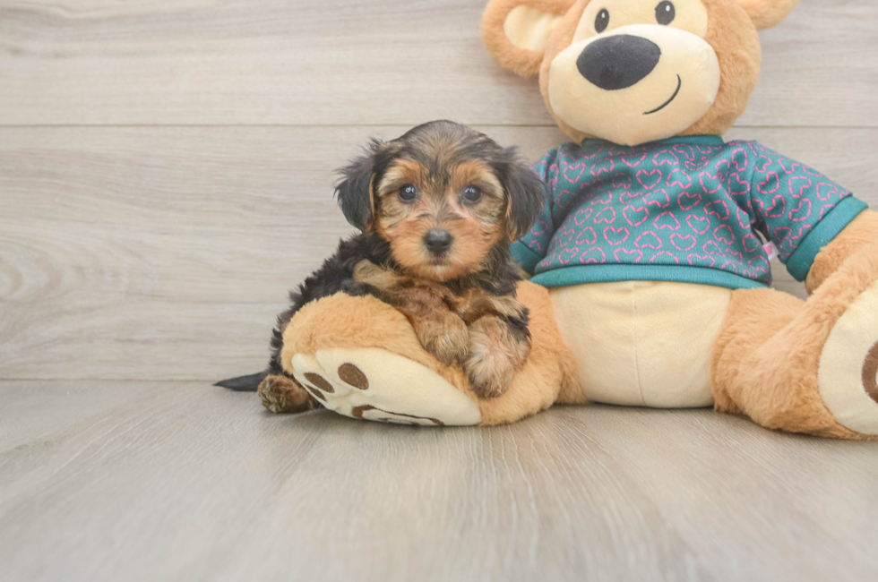 6 week old Yorkie Poo Puppy For Sale - Lone Star Pups