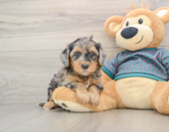 8 week old Yorkie Poo Puppy For Sale - Lone Star Pups