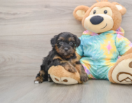8 week old Yorkie Poo Puppy For Sale - Lone Star Pups