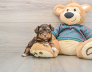 8 week old Yorkie Poo Puppy For Sale - Lone Star Pups
