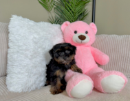 10 week old Yorkie Poo Puppy For Sale - Lone Star Pups