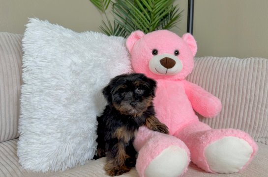 Yorkie Poo Puppy for Adoption