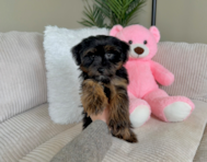 9 week old Yorkie Poo Puppy For Sale - Lone Star Pups