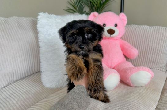 Cute Yorkie Poo Baby