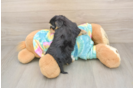 Sweet Yorkie Poo Baby