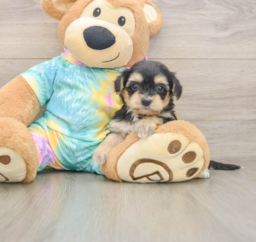 8 week old Yorkie Poo Puppy For Sale - Lone Star Pups