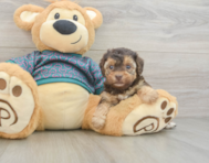 8 week old Yorkie Poo Puppy For Sale - Lone Star Pups