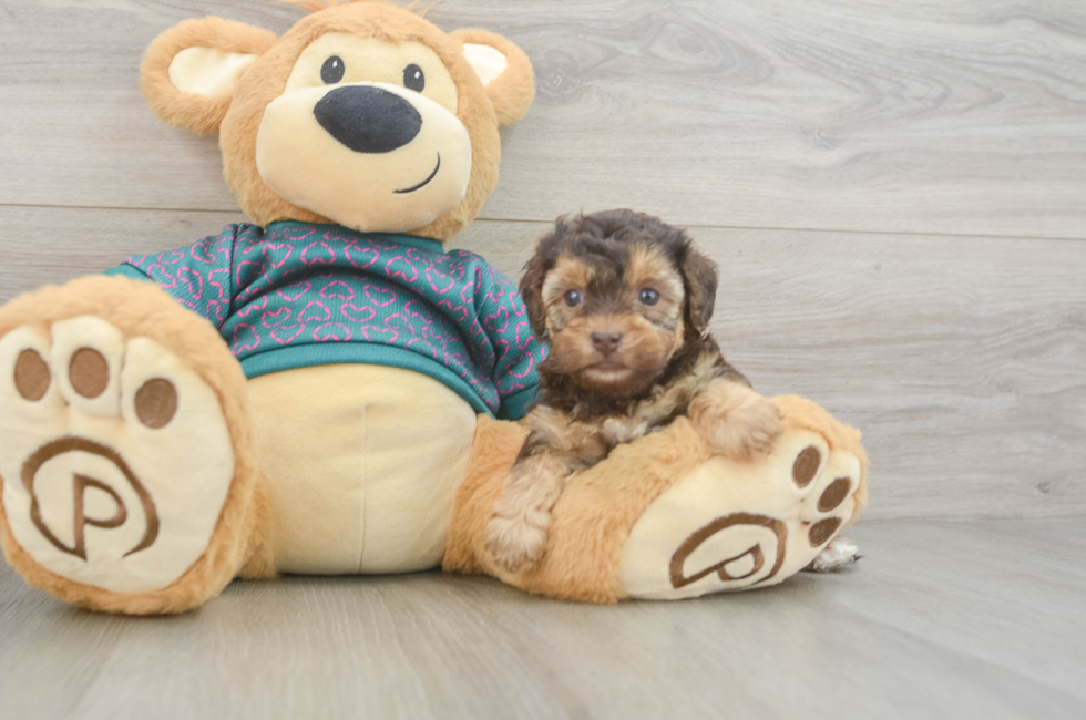 6 week old Yorkie Poo Puppy For Sale - Lone Star Pups