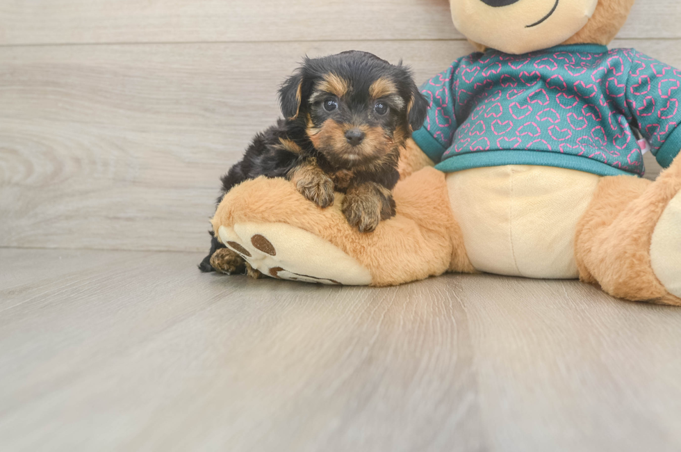 6 week old Yorkie Poo Puppy For Sale - Lone Star Pups
