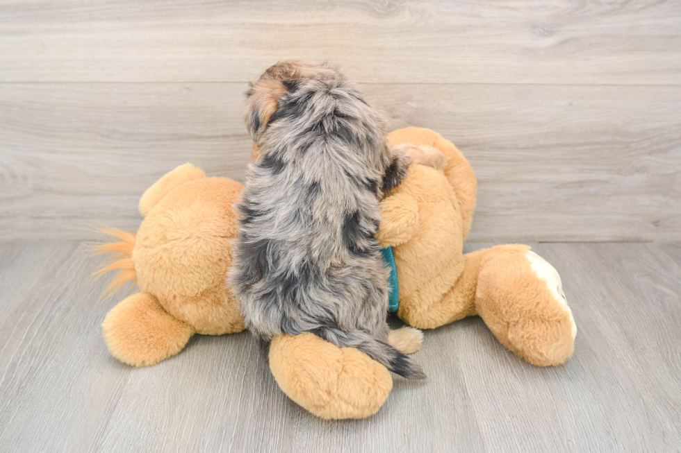 Best Yorkie Poo Baby